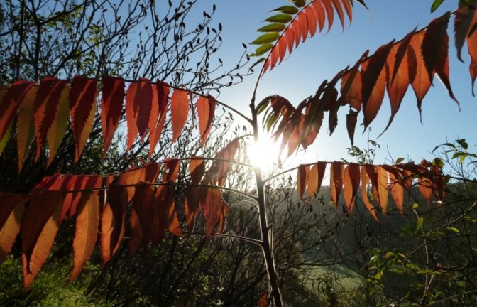 Fulminante Herbstfärbung eines kleinen Essigbäumchens. Foto: Rücker