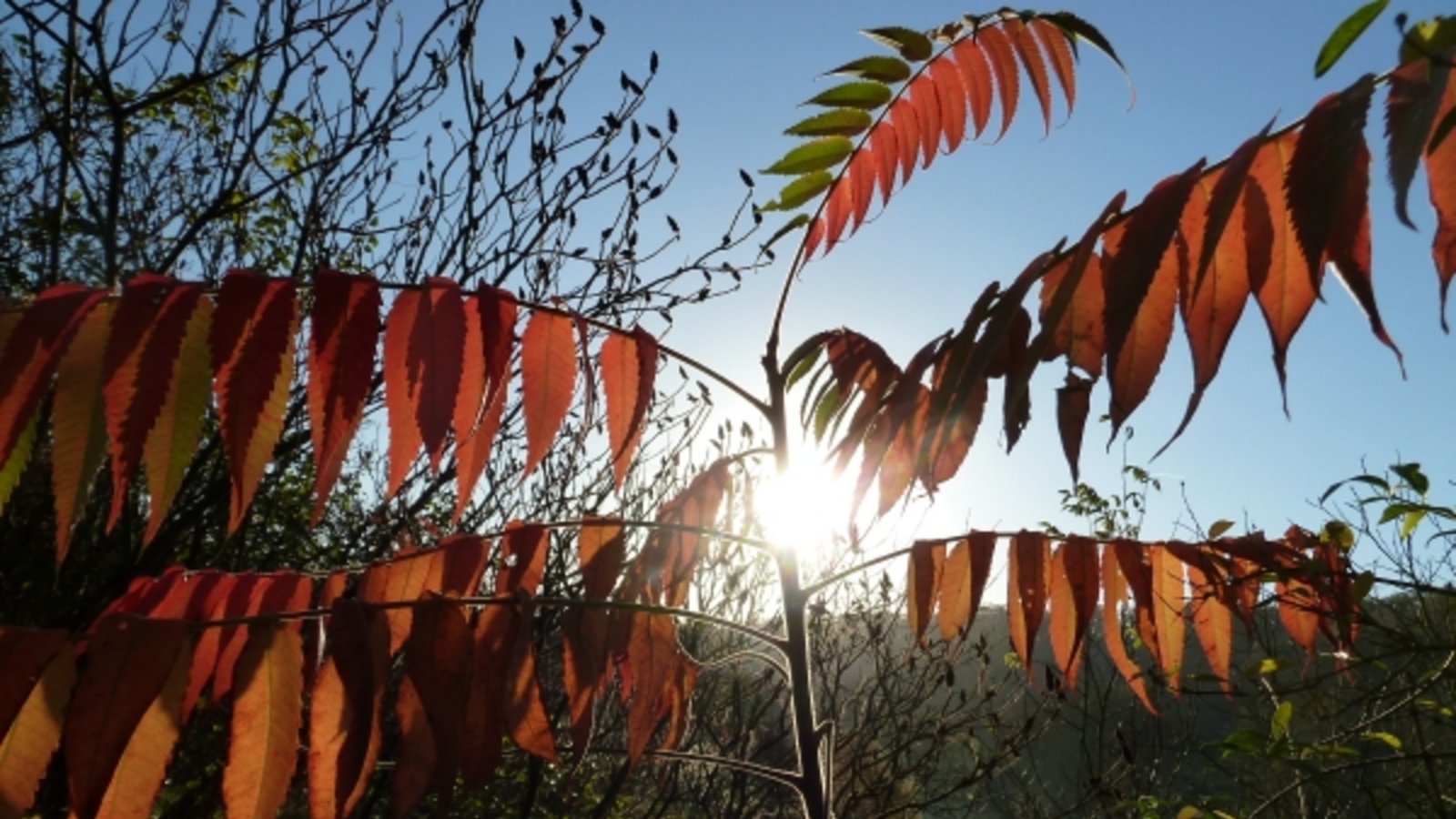 Fulminante Herbstfärbung eines kleinen Essigbäumchens. Foto: Rücker
