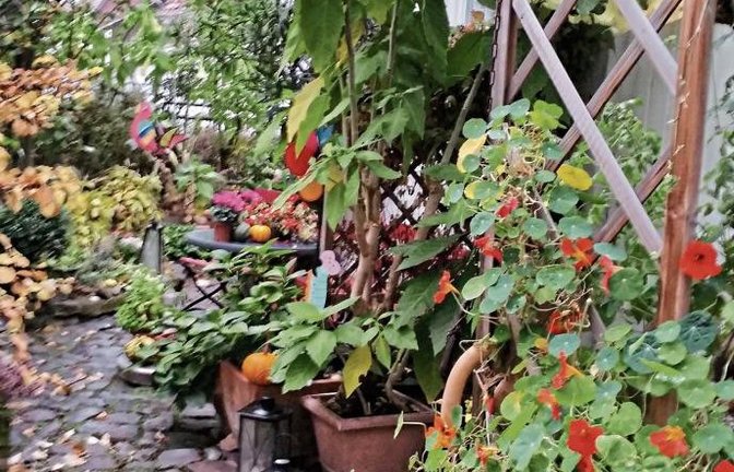 An herbstlicher Blüten- und Farbenpracht kann man sich auch mitten in der Vaihinger Innenstadt erfreuen, wie das Foto unseres Lesers Uli Simecek beweist.