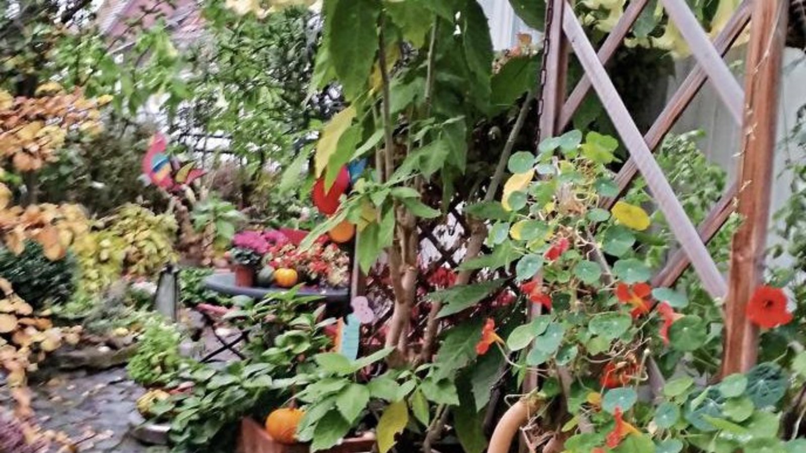 An herbstlicher Blüten- und Farbenpracht kann man sich auch mitten in der Vaihinger Innenstadt erfreuen, wie das Foto unseres Lesers Uli Simecek beweist. An herbstlicher Blüten- und Farbenpracht kann man sich auch mitten in der Vaihinger Innenstadt erfreuen, wie das Foto unseres Lesers Uli Simecek beweist.