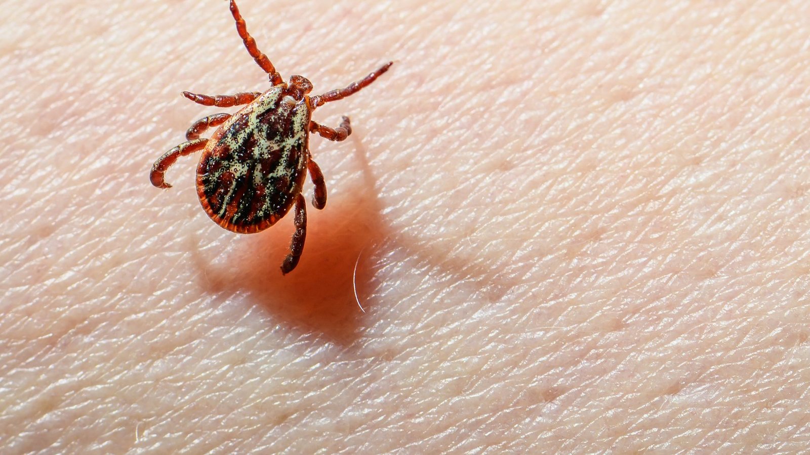 Eine Auwaldzecke (Dermacentor reticulatus) kann FSME übertragen. (Archivbild)Foto: Patrick Pleul/dpa