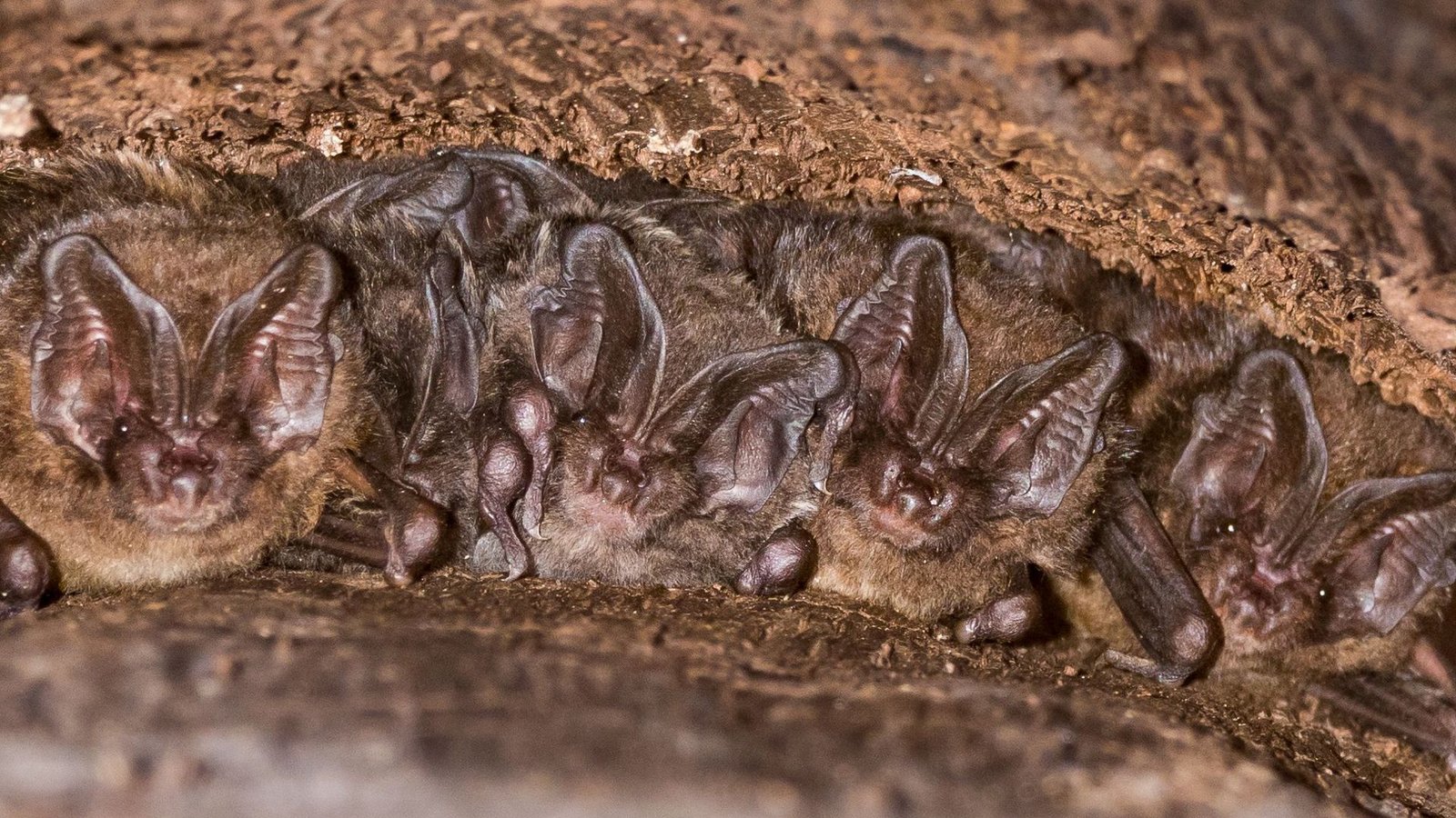 Einige Mopsfledermäuse verstecken sich unter der aufgeplatzten Rinde eines Baumes.Foto: Nabu Einige Mopsfledermäuse verstecken sich unter der aufgeplatzten Rinde eines Baumes.Foto: Nabu