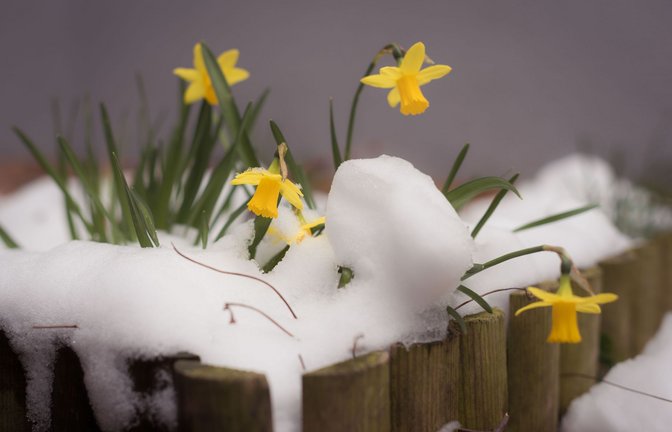 Wegen der  sich sich ständig ändernden Temperaturen ist es besonders wichtig, auf die Pflanzen zu achten und diese richtig zu schützen.<span class='image-autor'>Foto: Lichtgut/Max Kovalenko</span>