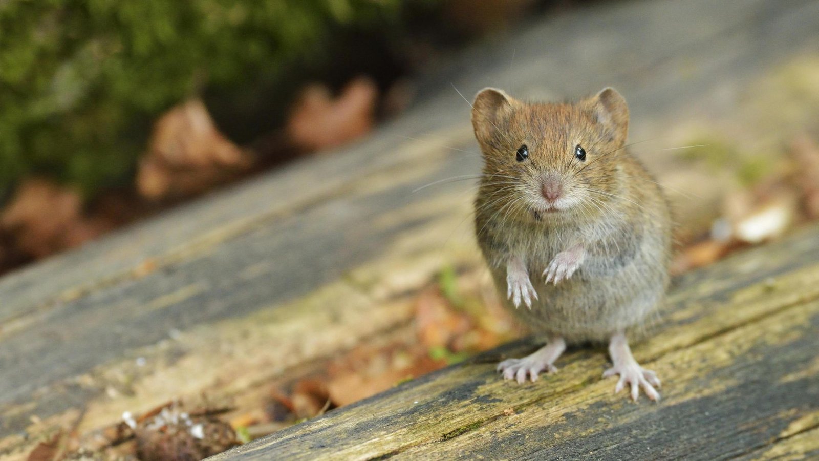 Die Rötelmaus oder Waldwühlmaus überträgt das Hantavirus über ihren Kot.Foto: mauritius images Die Rötelmaus oder Waldwühlmaus überträgt das Hantavirus über ihren Kot.Foto: mauritius images