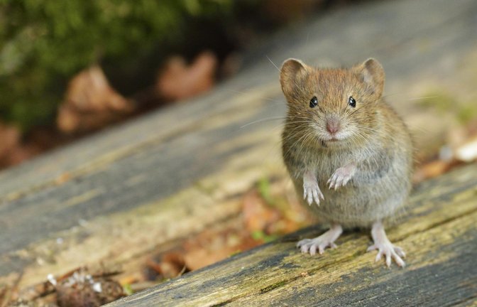 Die Rötelmaus oder Waldwühlmaus überträgt das Hantavirus über ihren Kot.<span class='image-autor'>Foto: mauritius images</span>