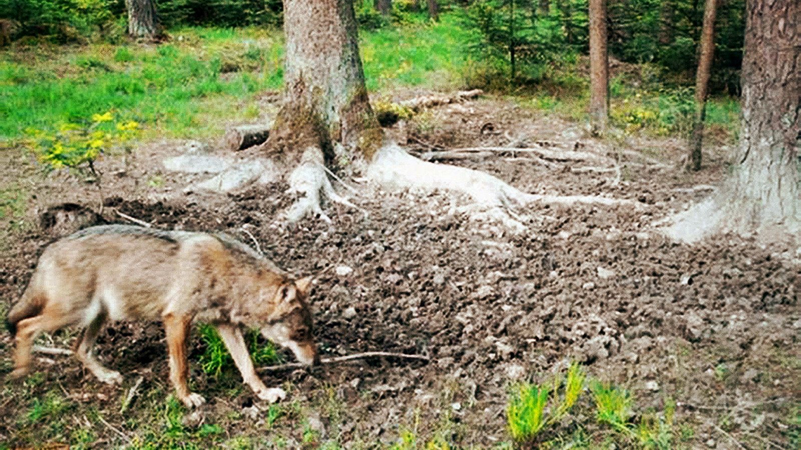 Auch bei Waldachtal (Landkreis Freudenstadt) hält sich derzeit ein Wolf auf, wie dieses bisher unveröffentlichte Fotofallenbild beweist.Foto: privat