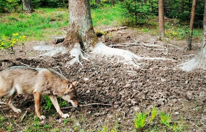 Auch bei Waldachtal (Landkreis Freudenstadt) hält sich derzeit ein Wolf auf, wie dieses bisher unveröffentlichte Fotofallenbild beweist.<span class='image-autor'>Foto: privat</span>