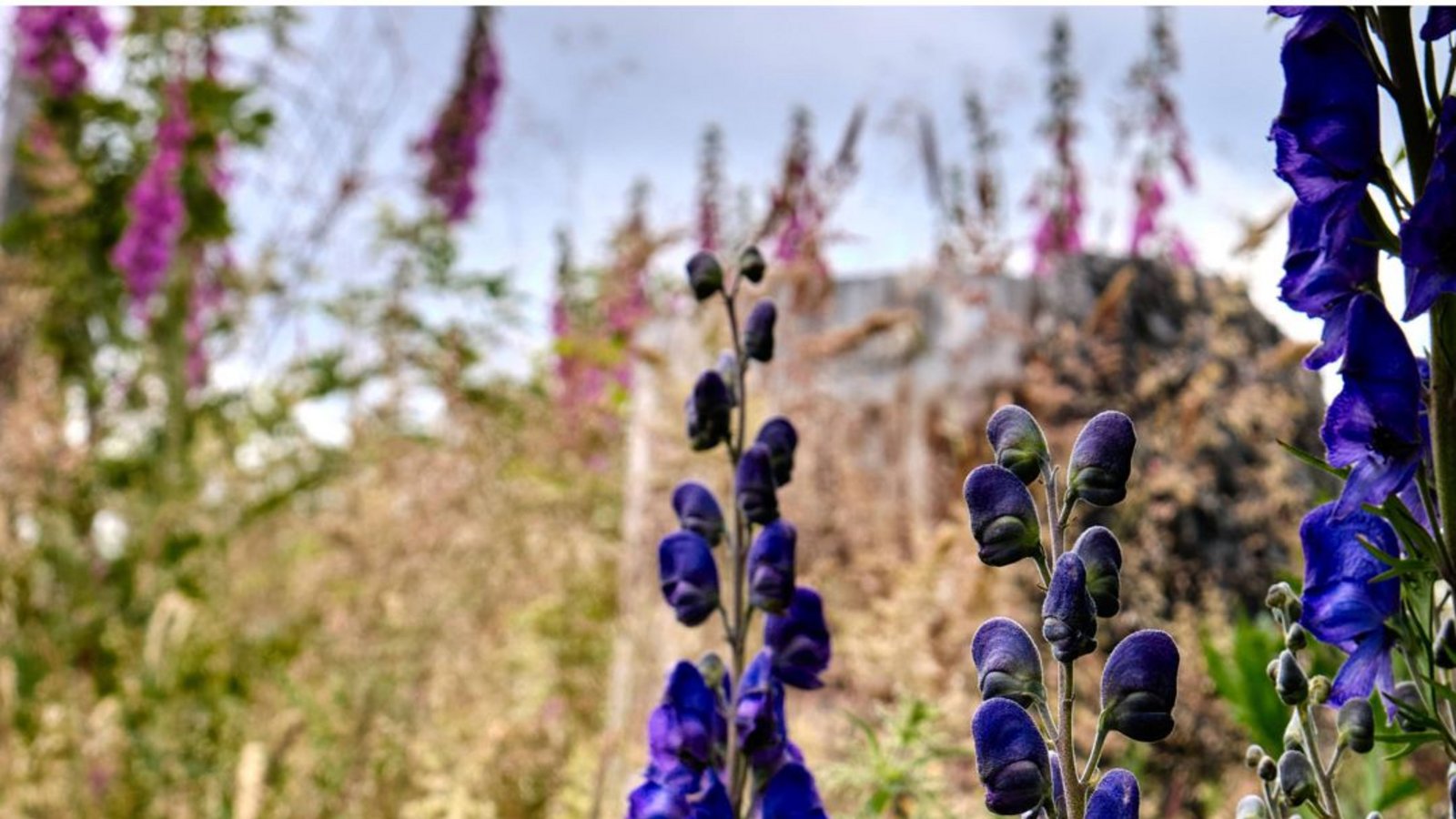 Blauer Eisenhut (Aconitum): Er zählt zu den giftigsten Pflanzen Europas. Berührungen können Ausschläge hervorrufen, der Verzehr führt zu Herzversagen und Atemstillstand. Gegen Eisenhutvergiftungen sind keine spezifischen Gegenmittel bekannt. Alle Teile dieser Pflanze enthalten das giftige Aconitin. Für einen Erwachsenen sind schon zwei bis sechs Milligramm reines Aconitin tödlich. Das Problem: Die Knolle des Eisenhuts lässt sich mit Sellerie- oder Meerrettichwurzeln verwechseln. Die Blätter gleichen ungeschulten Augen außerdem denen von Petersilie. Schon beim Pflücken der Blüten können sich Symptome zeigen.Foto: Imago/Frank Drechsler Blauer Eisenhut (Aconitum): Er zählt zu den giftigsten Pflanzen Europas. Berührungen können Ausschläge hervorrufen, der Verzehr führt zu Herzversagen und Atemstillstand. Gegen Eisenhutvergiftungen sind keine spezifischen Gegenmittel bekannt. Alle Teile dieser Pflanze enthalten das giftige Aconitin. Für einen Erwachsenen sind schon zwei bis sechs Milligramm reines Aconitin tödlich. Das Problem: Die Knolle des Eisenhuts lässt sich mit Sellerie- oder Meerrettichwurzeln verwechseln. Die Blätter gleichen ungeschulten Augen außerdem denen von Petersilie. Schon beim Pflücken der Blüten können sich Symptome zeigen.Foto: Imago/Frank Drechsler