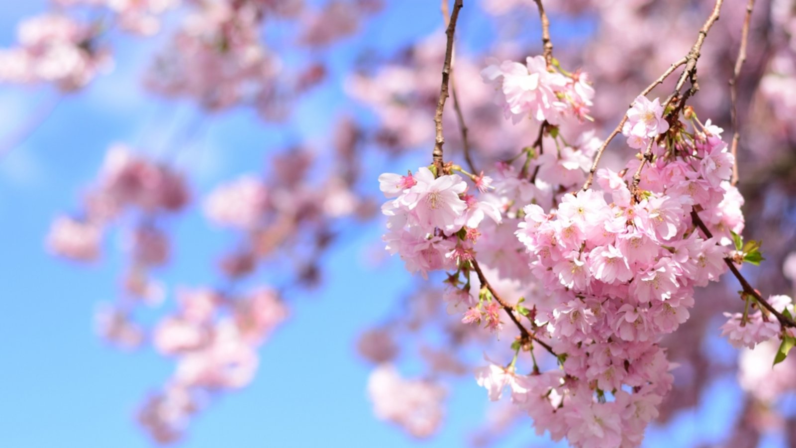 Wann wird es wieder wärmer? Ein Überblick über die Wetterentwicklung in Deutschland: Von frostigen Nächten und steigenden Temperaturen im April.Foto: OMatu / Shutterstock.com Wann wird es wieder wärmer? Ein Überblick über die Wetterentwicklung in Deutschland: Von frostigen Nächten und steigenden Temperaturen im April.Foto: OMatu / Shutterstock.com