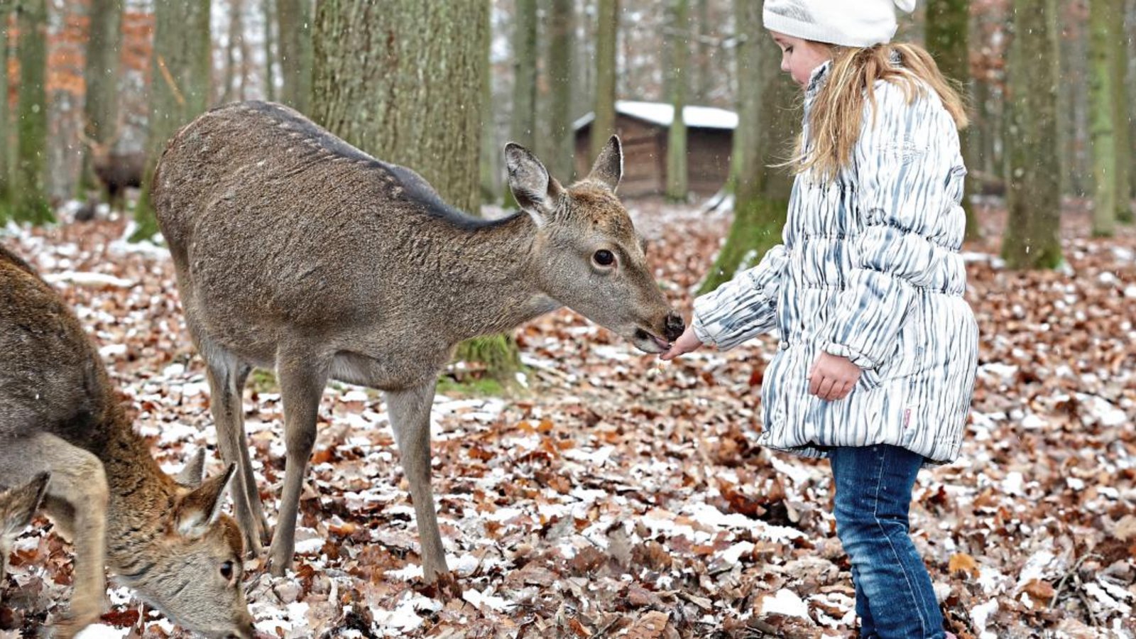 Im zugehörigen Wildparadies von Tripsdrill lassen sich mehr als 50 Tierarten erleben.  Foto: p