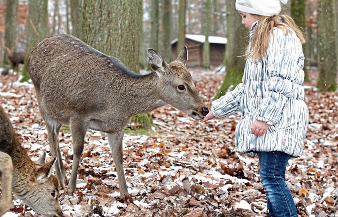 Im zugehörigen Wildparadies von Tripsdrill lassen sich mehr als 50 Tierarten erleben.  Foto: p