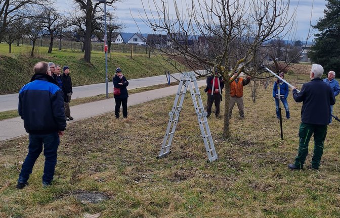 Die Schnittkurse des Obst- und Gartenbauvereins sind beliebt. Archivfoto: p