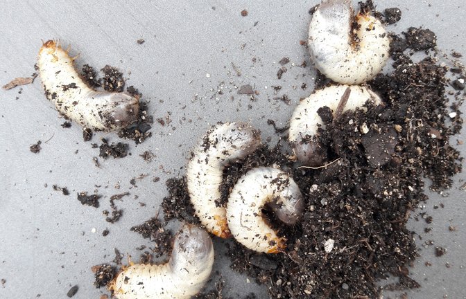 Fund in einem Blumentopf mit älterer Erde. Klare Sache: Es handelt sich um Engerlinge, Larven der Käfergruppe Scarabaeoidea. Aber von welcher Käferart? Im Internet gibt es Bestimmungshilfen, vermutlich sind es Juvenilformen des schönen Rosenkäfers, der unter Naturschutz steht und sich von abgestorbenem Pflanzenmaterial ernährt. Die Tiere wurden aber sowieso wieder in ihren Blumentopf zurückverfrachtet.  <span class='image-autor'>Foto: Rücker</span>