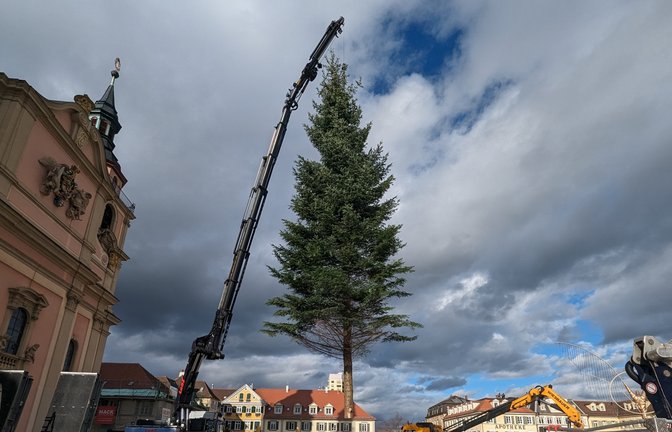 Vorgestern schwebte der Weihnachtsbaum auf den Ludwigsburger Marktplatz ein, meldet die Ludwigsburger Stadtverwaltung. Die rund 20 Meter hohe Küstentanne stammt aus dem Forstrevier Reichenberg in Oppenweiler im Rems-Murr-Kreis und sei vom Förster und Mitarbeitern der Technischen Dienste Ludwigsburg ausgesucht worden.  <span class='image-autor'>Foto: p</span>