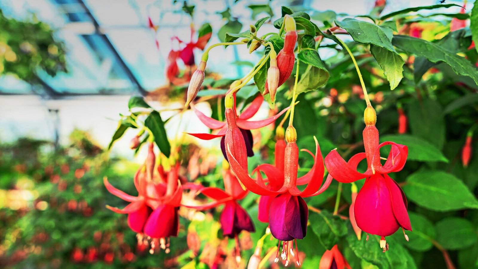In einem Wilhelma-Gewächshaus sind derzeit 600 Fuchsienpflanzen zu sehen, die nach und nach aufblühen.Foto: Wilhelma/Birger Meierjohann In einem Wilhelma-Gewächshaus sind derzeit 600 Fuchsienpflanzen zu sehen, die nach und nach aufblühen.Foto: Wilhelma/Birger Meierjohann