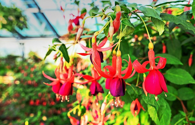 In einem Wilhelma-Gewächshaus sind derzeit 600 Fuchsienpflanzen zu sehen, die nach und nach aufblühen.<span class='image-autor'>Foto: Wilhelma/Birger Meierjohann</span>