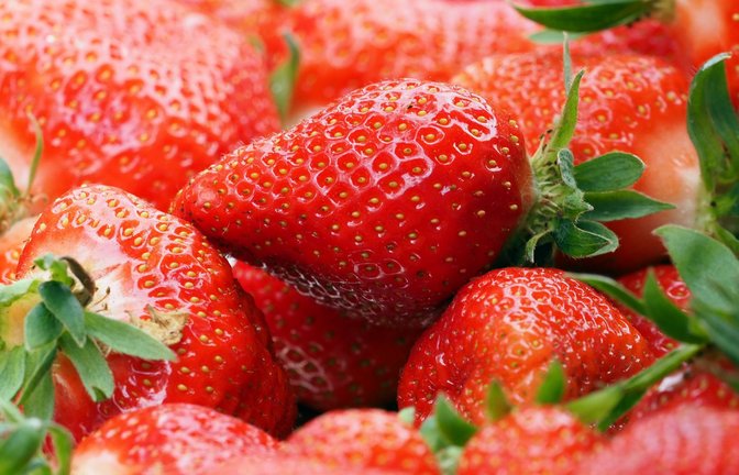 Im Juni und Juli ist die Haupterntezeit von Erdbeeren.<span class='image-autor'>Foto: dpa/Soeren Stache</span>