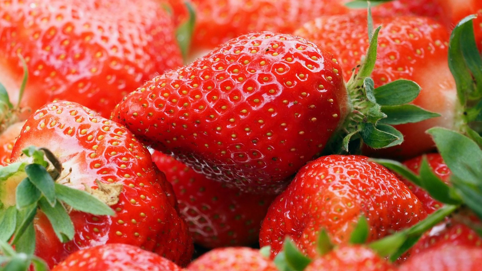 Im Juni und Juli ist die Haupterntezeit von Erdbeeren.Foto: dpa/Soeren Stache