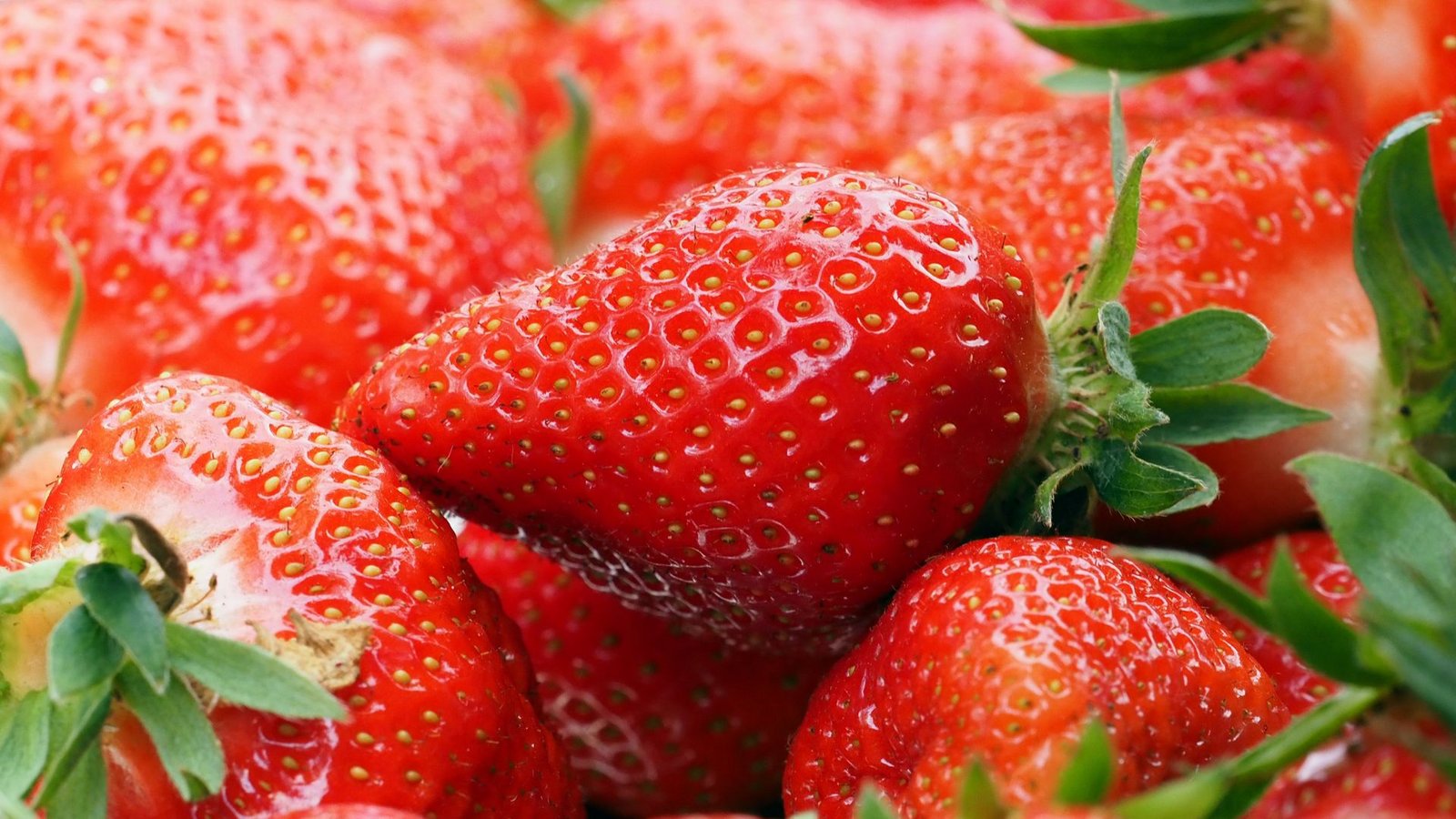Im Juni und Juli ist die Haupterntezeit von Erdbeeren.Foto: dpa/Soeren Stache