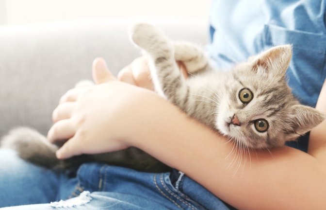 Manchmal wird der „Kitten Blues“ mit dem sogenannten „Baby Blues“ bei frischgebackenen Eltern verglichen.<span class='image-autor'>Foto: 5 second Studio/ Shutterstock</span>
