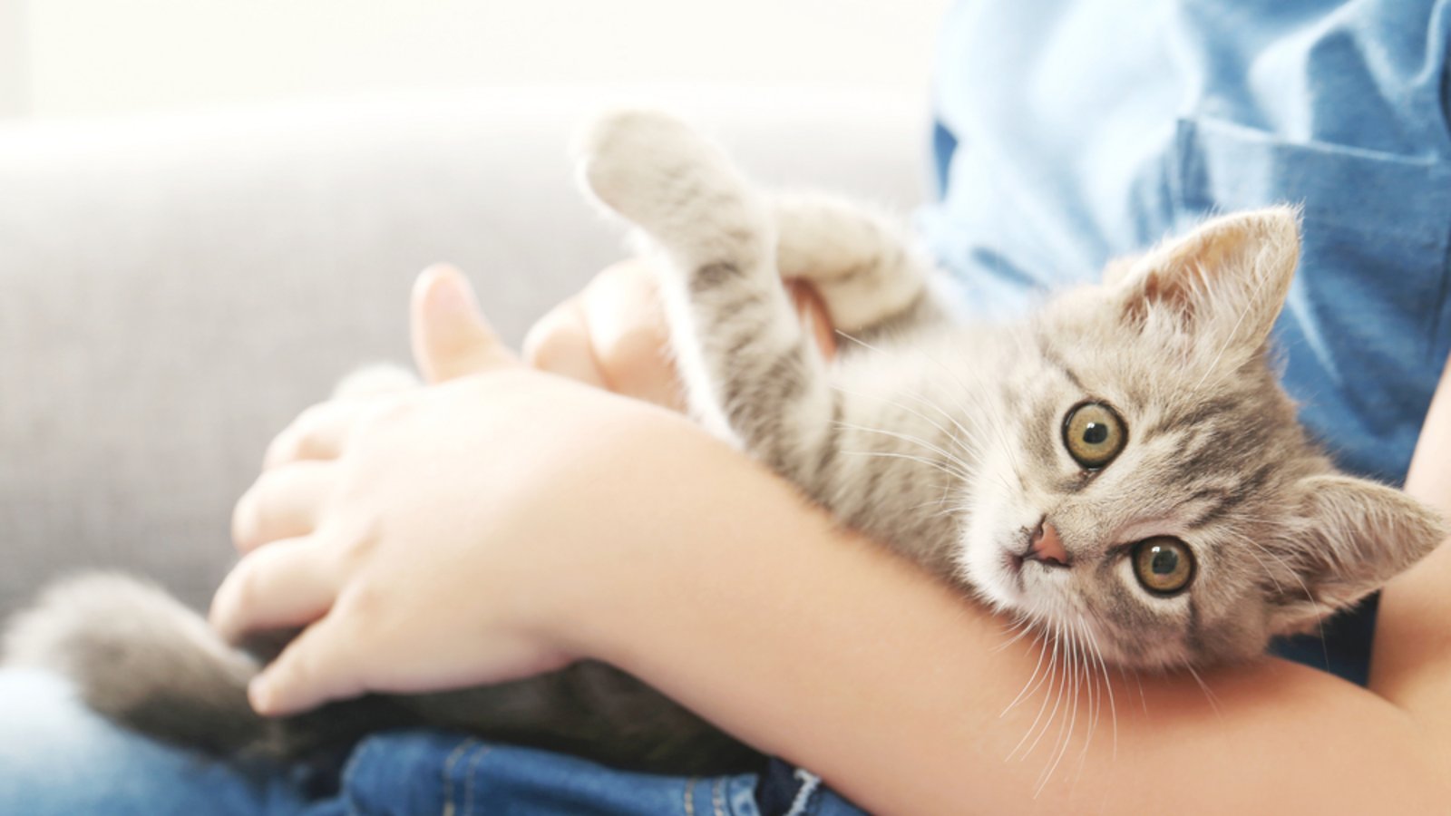 Manchmal wird der „Kitten Blues“ mit dem sogenannten „Baby Blues“ bei frischgebackenen Eltern verglichen.Foto: 5 second Studio/ Shutterstock Manchmal wird der „Kitten Blues“ mit dem sogenannten „Baby Blues“ bei frischgebackenen Eltern verglichen.Foto: 5 second Studio/ Shutterstock