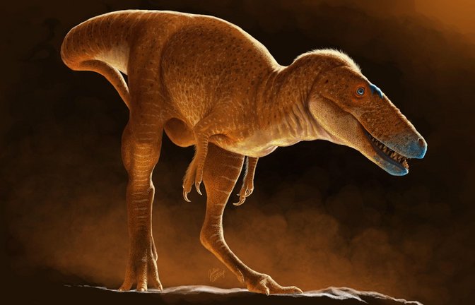 Khankhuuluu mongoliensis ist ein wichtiges Bindeglied in der Tyrannosaurier-Evolution vom Leichtgewicht zum Koloss.<span class='image-autor'>Foto: Julius Csotonyi</span>