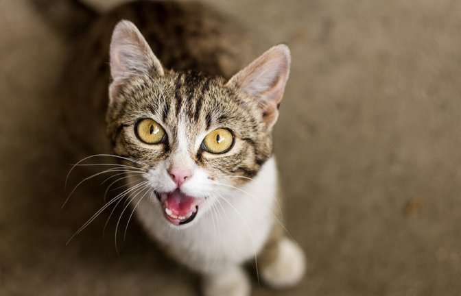 Erfahren Sie die Gründe, warum Ihre Katze miaut und wie Sie das Verhalten richtig deuten.<span class='image-autor'>Foto: Marko Radenkovic / Shutterstock.com</span>