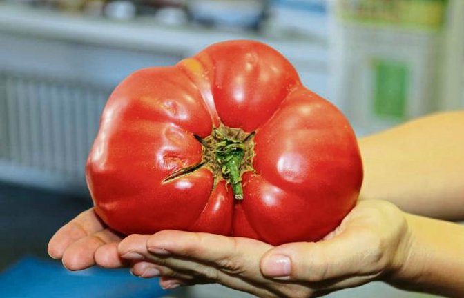 Am Montag erreichte ein Gigant aus dem Garten von Veronika Gröger in Horrheim die Redaktion. Dort ist diese Riesentomate mit einem Gewicht von sagenhaften 1,054 Kilogramm gewachsen.  Foto: Rücker