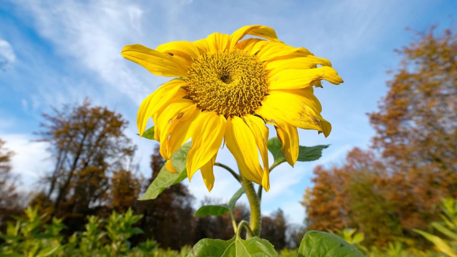 Nächste Woche wird es herbstlicher.Bernd Weißbrod/dpa Nächste Woche wird es herbstlicher.Bernd Weißbrod/dpa