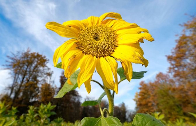 Nächste Woche wird es herbstlicher.<span class='image-autor'>Bernd Weißbrod/dpa</span>