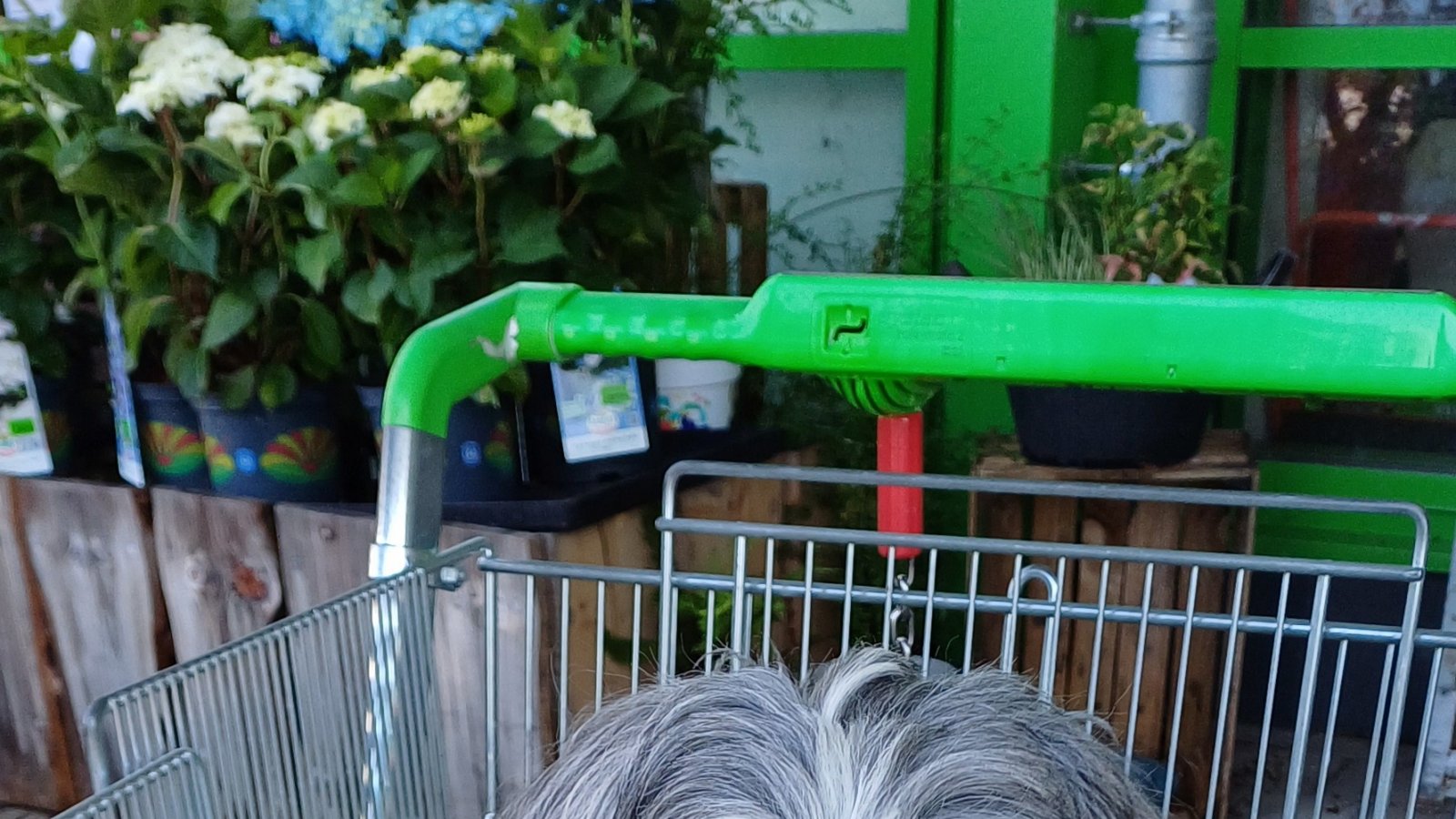 Da gibt es für den Vierbeiner immer was zu gucken: Felix aus Gündelbach darf mit in einen Vaihinger Baumarkt.  Foto: Rücker