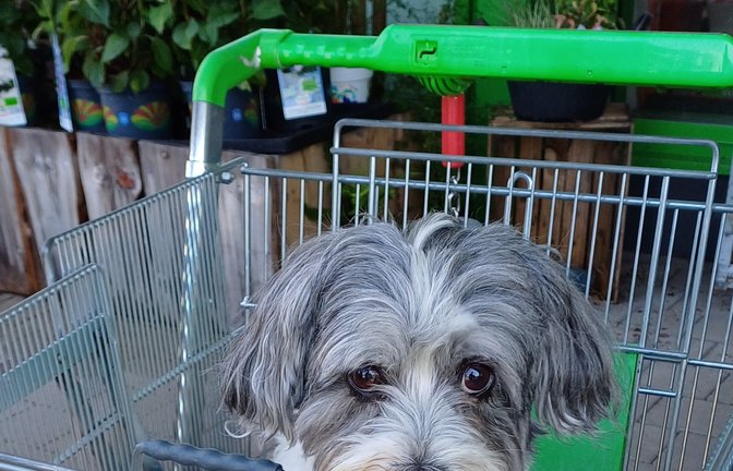Da gibt es für den Vierbeiner immer was zu gucken: Felix aus Gündelbach darf mit in einen Vaihinger Baumarkt.  <span class='image-autor'>Foto: Rücker</span>