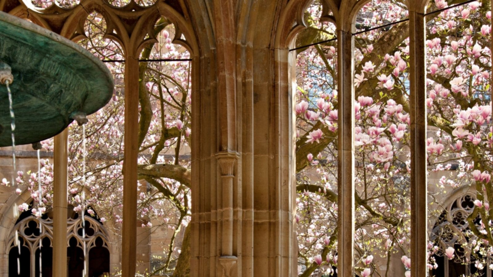 Die Tulpenmagnolie im Kloster.  Foto: SSG