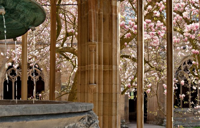 Die Tulpenmagnolie im Kloster.  <span class='image-autor'>Foto: SSG</span>