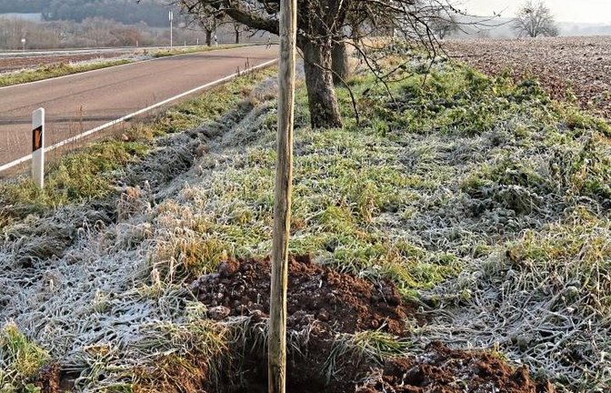 Lücken der alten Obstbaumallee, hier beim Spielberger Bahnhöfle, werden gefüllt.