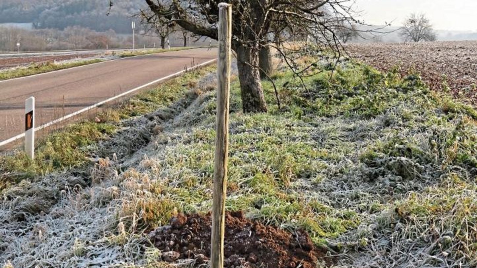 Lücken der alten Obstbaumallee, hier beim Spielberger Bahnhöfle, werden gefüllt. Lücken der alten Obstbaumallee, hier beim Spielberger Bahnhöfle, werden gefüllt.
