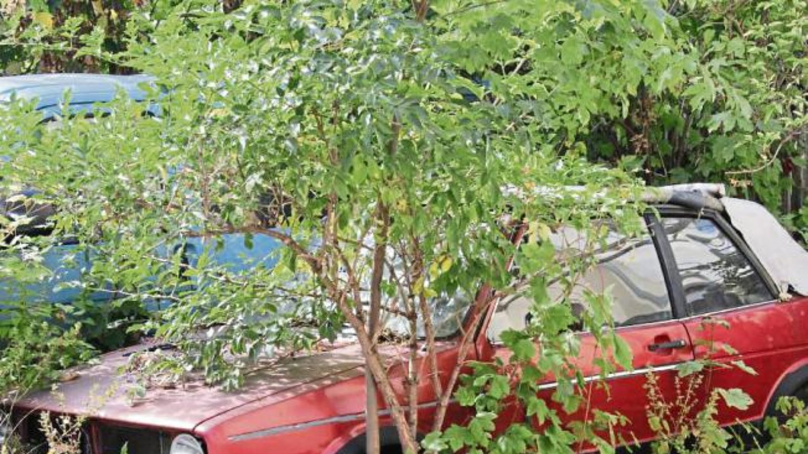 Gilt das noch als Auto oder handelt es sich schon um einen Teil des Gebüschs? Das fragt man sich unwillkürlich bei diesem Anblick mitten in Illingen. Foto: Banholzer Gilt das noch als Auto oder handelt es sich schon um einen Teil des Gebüschs? Das fragt man sich unwillkürlich bei diesem Anblick mitten in Illingen. Foto: Banholzer