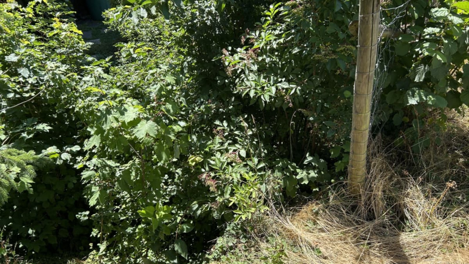 Unter diesen Büschen fließt die Würm in Hildrizhausen an der Altdorfer Straße. Hier ist die Mauer marode und soll erneuert werden.Julia Theermann Unter diesen Büschen fließt die Würm in Hildrizhausen an der Altdorfer Straße. Hier ist die Mauer marode und soll erneuert werden.Julia Theermann