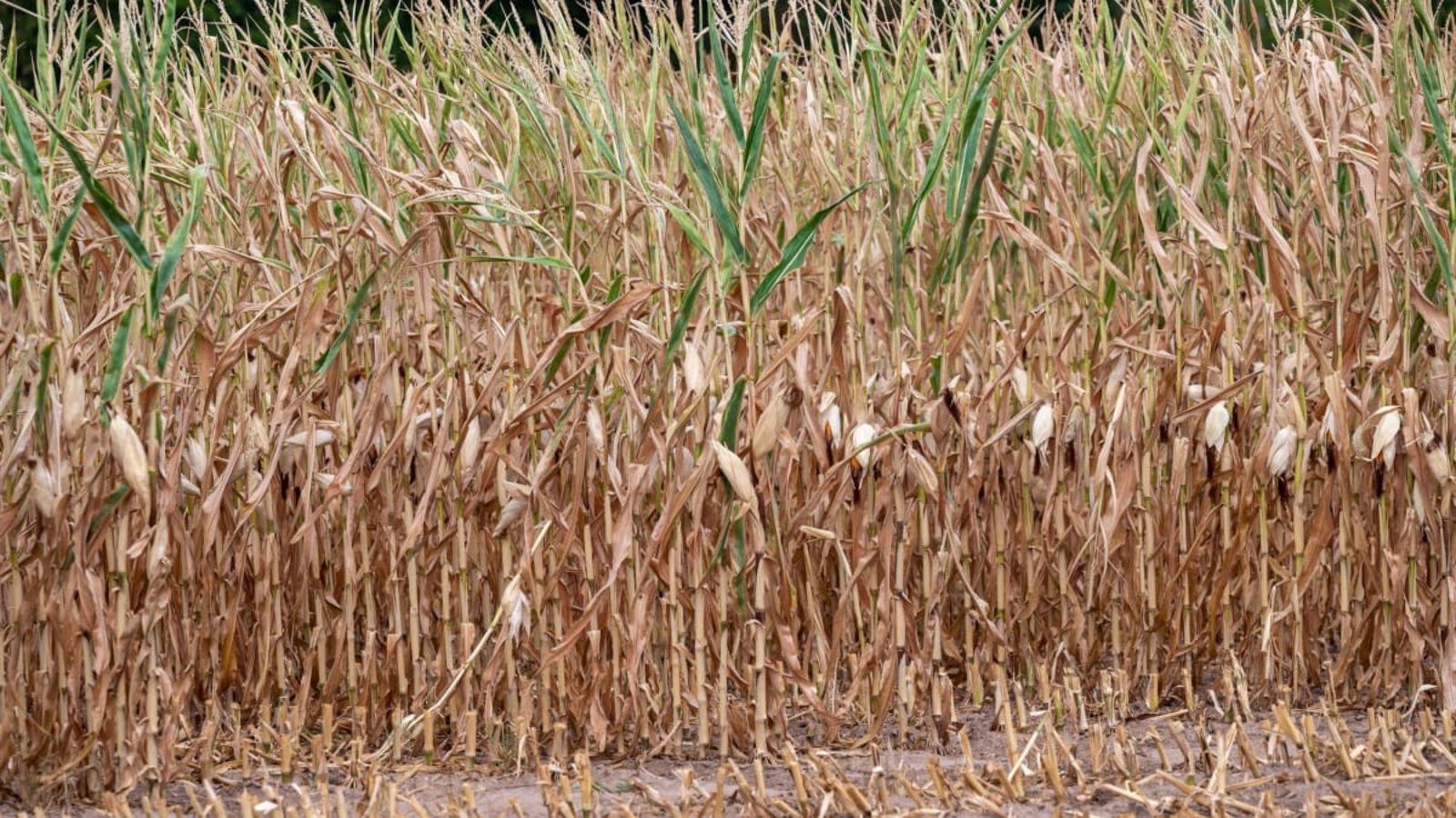 Vertrockneter Mais steht auf einem Feld. Die anhaltende Trockenheit macht den Feldfrüchten schwer zu schaffen. (Archivbild)Harald Tittel/dpa