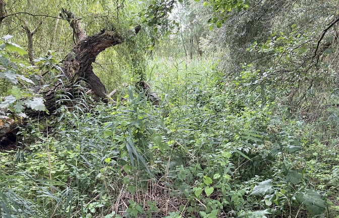 Wo bis 2020 der Fresdorfer See lag, wuchert heute nur noch Gestrüpp.<span class='image-autor'>Foto: Rebekka Wiese</span>