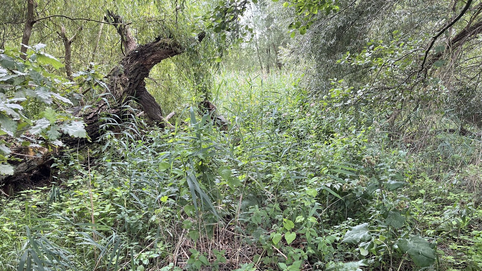 Wo bis 2020 der Fresdorfer See lag, wuchert heute nur noch Gestrüpp.Foto: Rebekka Wiese