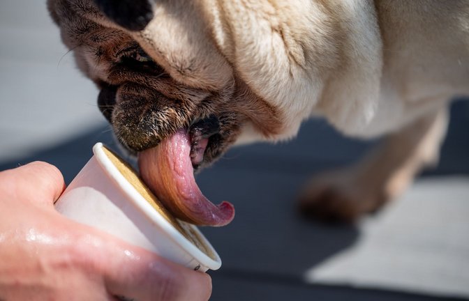 Das Hundeeis werde zurzeit gut nachfragt, sagt die Betreiberfamilie des Eiscafés Rigoni.<span class='image-autor'>Foto: Harald Tittel/dpa</span>