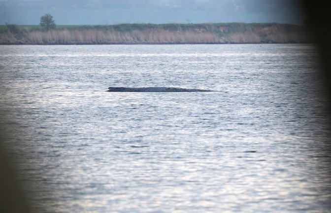 Mit ihrem Okay für einen Rettungsversuch für den Buckelwal bei Wismar durch eine private Initiative sorgten die Behörden zuletzt für eine Überraschung.<span class='image-autor'>Foto: Philip Dulian/dpa</span>