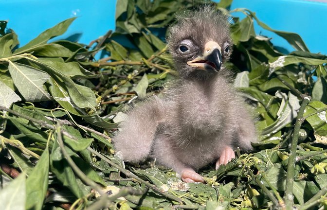 Beim Schreiadler handelt es sich um die kleinsten heimischen Adler (Handout).<span class='image-autor'>Foto: Ludwig Klein/NABU-Stiftung Nationales Naturerbe/dpa</span>