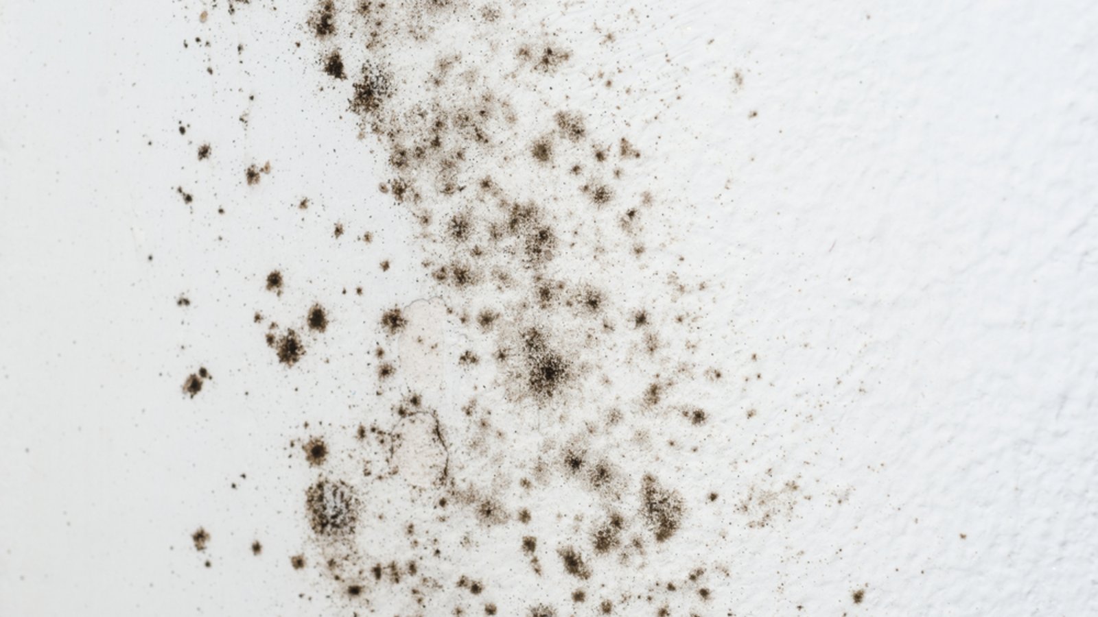Typische Schimmelflecken auf einer weißen Wand.Foto: andy_pol / shutterstock.com Typische Schimmelflecken auf einer weißen Wand.Foto: andy_pol / shutterstock.com