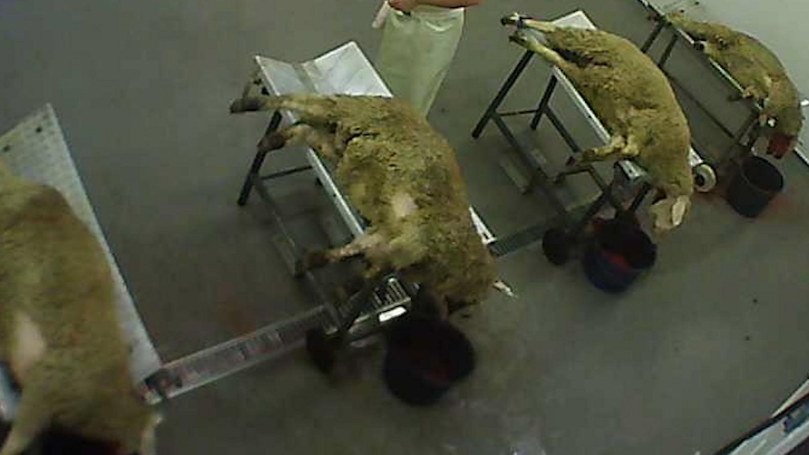 Schafe, die nach dem Kehlschnitt ausbluten. Wie auf Videosequenzen zu sehen ist, erfolgte die Betäubung einiger Tiere in Eberdingen unzureichend oder gar nicht.  Foto: Peta