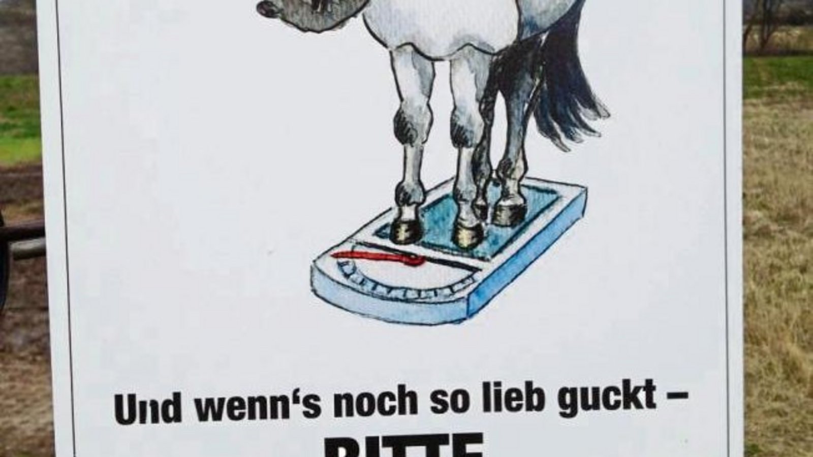 An einer Pferdekoppel entdeckt. Foto: Rößler