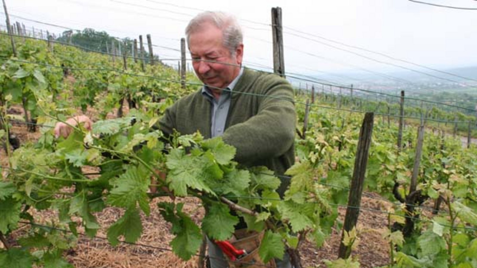 Weingärtner Bernhard Ilshöfer aus Horrheim beim Biegen der Frostrute. Foto: Elsässer Weingärtner Bernhard Ilshöfer aus Horrheim beim Biegen der Frostrute. Foto: Elsässer