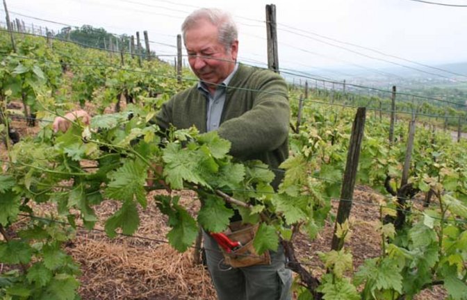 Weingärtner Bernhard Ilshöfer aus Horrheim beim Biegen der Frostrute. Foto: Elsässer