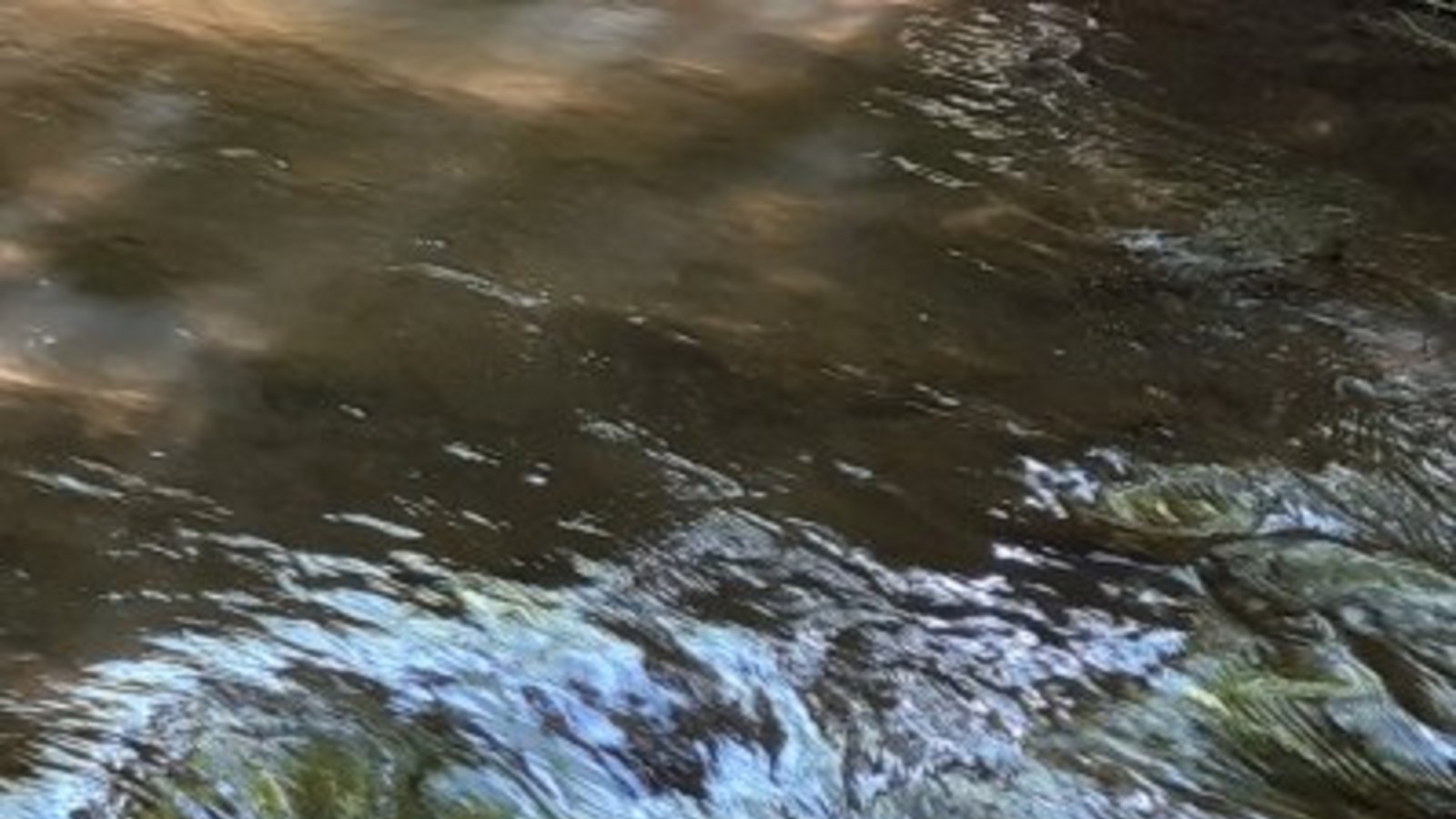 Tote Fische wurden im Fließgewässer gefunden.  Symbolbild: Rücker